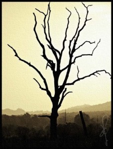 barren-fig-tree